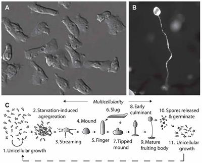 All You Need Is Fats—for Seizure Control: Using Amoeba to Advance Epilepsy Research